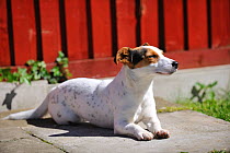 Female Jack russell terrier lying in sun