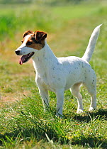 Female Jack russell terrier portrait