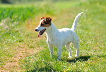 Female Jack russell terrier in field