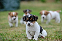 Jack russell terrier puppy sitting with three others behind