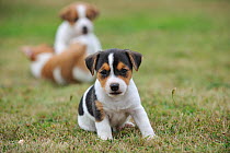 Jack russell terrier puppy sitting with two others behind