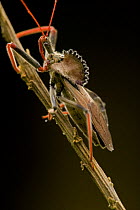 Cog Wheel Assassin Bug (Arilus carinatus). Costa Rica, Central America