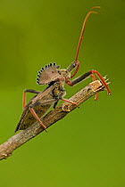 Cog Wheel Assassin Bug (Arilus carinatus). Costa Rica, Central America.