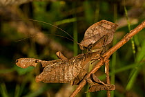 Katydid (Tettigonidae) camouflaged to mimic a leaf, a defense from predators. Costa Rica, Central America.