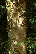 Paper birch (Betula papyrifera), close up of bark, Westonbirt Arboretum, Gloucestershire, UK, October