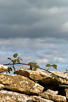 Bramble (Rubus plicatus) growing along the top of a dry stone wall, Cotswolds, Gloucestershire, UK