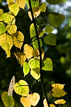Common lime leaf (Tilia x europaea) Westonbirt Arboretum, Gloucestershire, UK, October