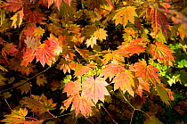 Maple (Acer sp) leaves in autumn, Westonbirt Arboretum, Gloucestershire, UK, October