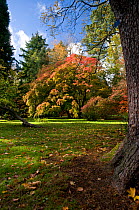 Trees showing first autumn colour, Old Arboretum, Westonbirt Arboretum, Gloucestershire, UK, October 2011