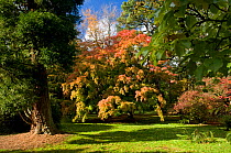 Trees showing first autumn colour, Old Arboretum, Westonbirt Arboretum, Gloucestershire, UK, October 2011