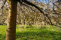 Yoshino Cherry (Prunus x yedoensis) blossom, Westonbirt Arboretum, Gloucestershire, UK, April