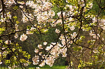 Yoshino Cherry (Prunus x yedoensis) blossom, Westonbirt Arboretum, Gloucestershire, UK, April