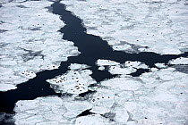 Aerial view of Harp seals (Phoca groenlandicus) hauled out on sea ice, Magdalen Islands, Gulf of St Lawrence, Quebec, Canada, March 2012