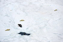 Aerial view of Harp seal (Phoca groenlandicus) female and pups hauled out on sea ice, Magdalen Islands, Gulf of St Lawrence, Quebec, Canada, March 2012