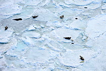 Aerial view of Harp seals (Phoca groenlandicus) hauled out on sea ice, Magdalen Islands, Gulf of St Lawrence, Quebec, Canada, March 2012