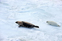 Aerial view of Harp seal (Phoca groenlandicus) female and pup hauled out on sea ice, Magdalen Islands, Gulf of St Lawrence, Quebec, Canada, March 2012