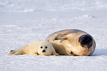Harp seal (Phoca groenlandicus) female with pup, Magdalen Islands, Gulf of St Lawrence, Quebec, Canada, March 2012