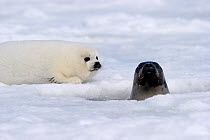 Female Harp seal (Phoca groenlandicus) with head poking through a breathing hole and  pup, Magdalen Islands, Gulf of St Lawrence, Quebec, Canada, March 2012