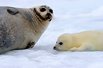 Female Harp seal (Phoca groenlandicus) with young yellowcoat pup, Magdalen Islands, Gulf of St Lawrence, Quebec, Canada, March 2012