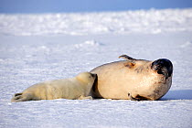 Female Harp seal (Phoca groenlandicus) with suckling pup, Magdalen Islands, Gulf of St Lawrence, Quebec, Canada, March 2012