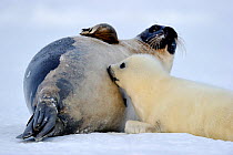Female Harp seal (Phoca groenlandicus) with suckling pup, Magdalen Islands, Gulf of St Lawrence, Quebec, Canada, March 2012