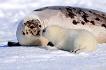 Female Harp seal (Phoca groenlandicus) touching noses with her pup, Magdalen Islands, Gulf of St Lawrence, Quebec, Canada, March 2012