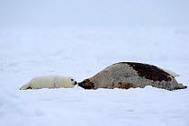 Female Harp seal (Phoca groenlandicus) touching noses with her pup, Magdalen Islands, Gulf of St Lawrence, Quebec, Canada, March 2012
