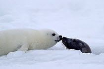 Female Harp seal (Phoca groenlandicus) surfacing at breathing hole touches noses with her pup, Magdalen Islands, Gulf of St Lawrence, Quebec, Canada, March 2012.