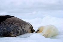 Female Harp seal (Phoca groenlandicus) looking at her pup, Magdalen Islands, Gulf of St Lawrence, Quebec, Canada, March 2012