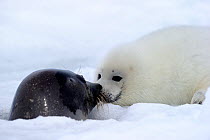 Female Harp seal (Phoca groenlandicus) surfacing at breathing hole and touching noses with her pup, Magdalen Islands, Gulf of St Lawrence, Quebec, Canada, March 2012