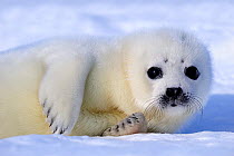 Harp seals under threat on the Pack Ice