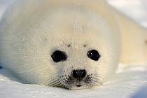 Portrait of Harp seal (Phoca groenlandicus) pup, Magdalen Islands, Gulf of St Lawrence, Quebec, Canada, March 2012