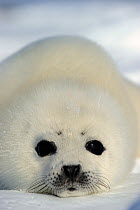 Portrait of Harp seal (Phoca groenlandicus) pup, Magdalen Islands, Gulf of St Lawrence, Quebec, Canada, March 2012
