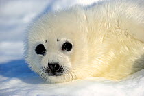 Portrait of Harp seal (Phoca groenlandicus) pup, Magdalen Islands, Gulf of St Lawrence, Quebec, Canada, March 2012