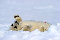Harp seal (Phoca groenlandicus) pup rolling on back on sea ice, Magdalen Islands, Gulf of St Lawrence, Quebec, Canada, March 2012