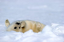 Harp seal (Phoca groenlandicus) pup rolling on back on sea ice, Magdalen Islands, Gulf of St Lawrence, Quebec, Canada, March 2012
