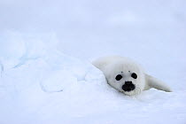 Portrait of Harp seal (Phoca groenlandicus) pup on sea ice, Magdalen Islands, Gulf of St Lawrence, Quebec, Canada, March 2012