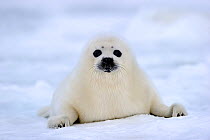Portrait of Harp seal (Phoca groenlandicus) pup on sea ice, Magdalen Islands, Gulf of St Lawrence, Quebec, Canada, March 2012