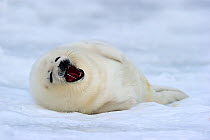 Yawning Harp seal (Phoca groenlandicus) pup on sea ice, Magdalen Islands, Gulf of St Lawrence, Quebec, Canada, March 2012
