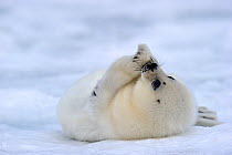 Portrait of Harp seal (Phoca groenlandicus) pup rolled on back on sea ice, Magdalen Islands, Gulf of St Lawrence, Quebec, Canada, March 2012