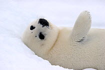 Portrait of Harp seal (Phoca groenlandicus) pup rolled on back on sea ice, Magdalen Islands, Gulf of St Lawrence, Quebec, Canada, March 2012