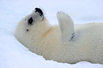 Portrait of Harp seal (Phoca groenlandicus) pup on sea ice, rolled onto its back with flipper raised in the air, Magdalen Islands, Gulf of St Lawrence, Quebec, Canada, March 2012