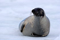Female Harp seal (Phoca groenlandicus) on sea ice, Magdalen Islands, Gulf of St Lawrence, Quebec, Canada, March 2012