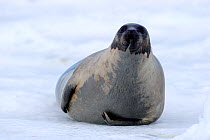 Female Harp seal (Phoca groenlandicus) on sea ice, Magdalen Islands, Gulf of St Lawrence, Quebec, Canada, March 2012