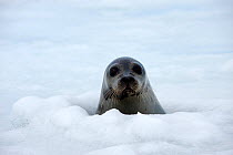 Portrait of a female Harp seal (Phoca groenlandicus) at a breathing hole in the sea ice, Magdalen Islands, Gulf of St Lawrence, Quebec, Canada, March 2012