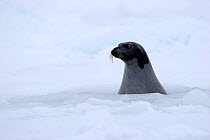 Profile of a female Harp seal (Phoca groenlandicus) surfacing at breathing hole in the sea ice, Magdalen Islands, Gulf of St Lawrence, Quebec, Canada, March 2012