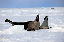 Two female Harp seals (Phoca groenlandicus) behaving aggressively towards each other, Magdalen Islands, Gulf of St Lawrence, Quebec, Canada, March 2012