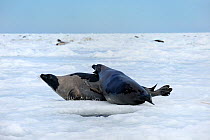 Two Harp seals (Phoca groenlandicus) reacting aggressively towards each other, Magdalen Islands, Gulf of St Lawrence, Quebec, Canada, March 2012