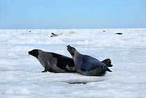 Two Harp seals (Phoca groenlandicus) reacting aggressively towards each other, Magdalen Islands, Gulf of St Lawrence, Quebec, Canada, March 2012