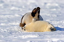 Female Harp seals (Phoca groenlandicus) reacting aggressively towards another female's pup, Magdalen Islands, Gulf of St Lawrence, Quebec, Canada, March 2012